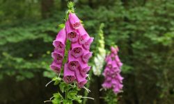 Common Foxglove (Digitalis purpurea) Care and Growing Guide