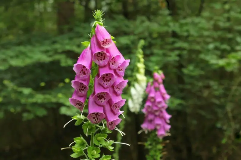 Flowers That Are Deer Proof