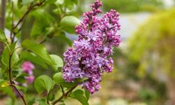 25 Types of Lilac Flowers with Pictures and a Detailed Care Guide