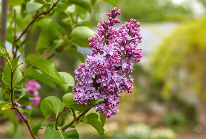 Lilac Flowers