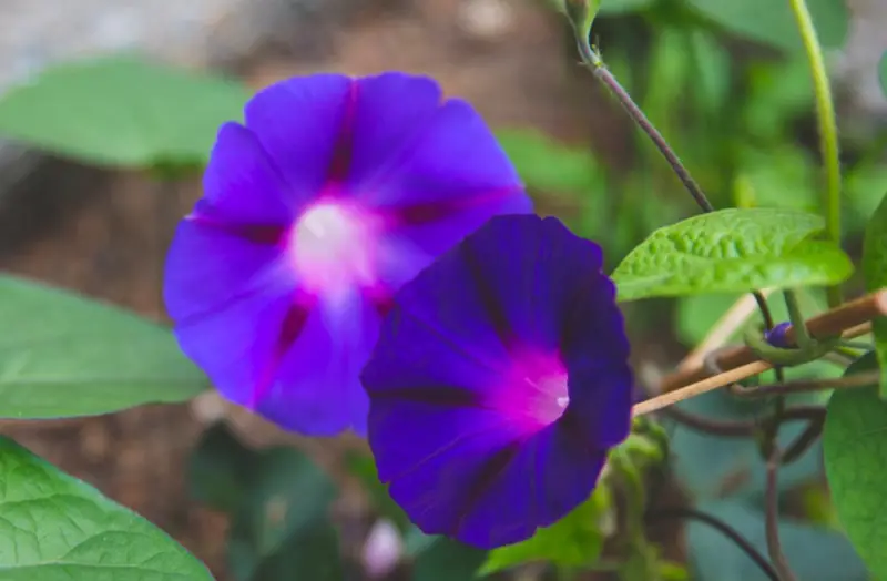 Morning Glory Varieties