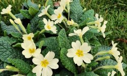 18 Types of Primrose Flowers with Pictures and Names