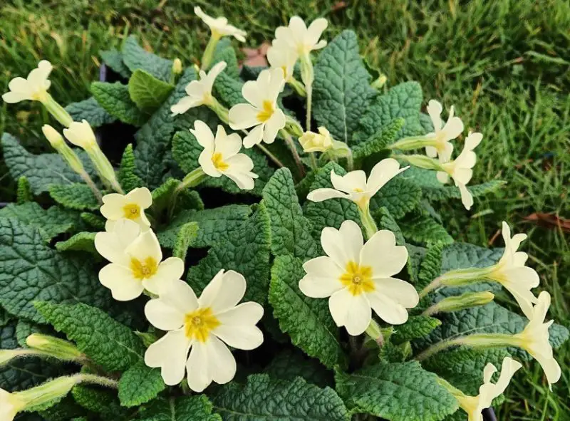 primrose flowers