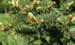 Concolor Fir Tree Care and Growing Guide with Ultimate Tips