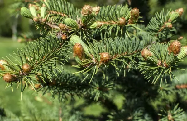 Concolor Fir Tree