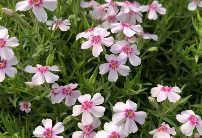 Phlox Flowers