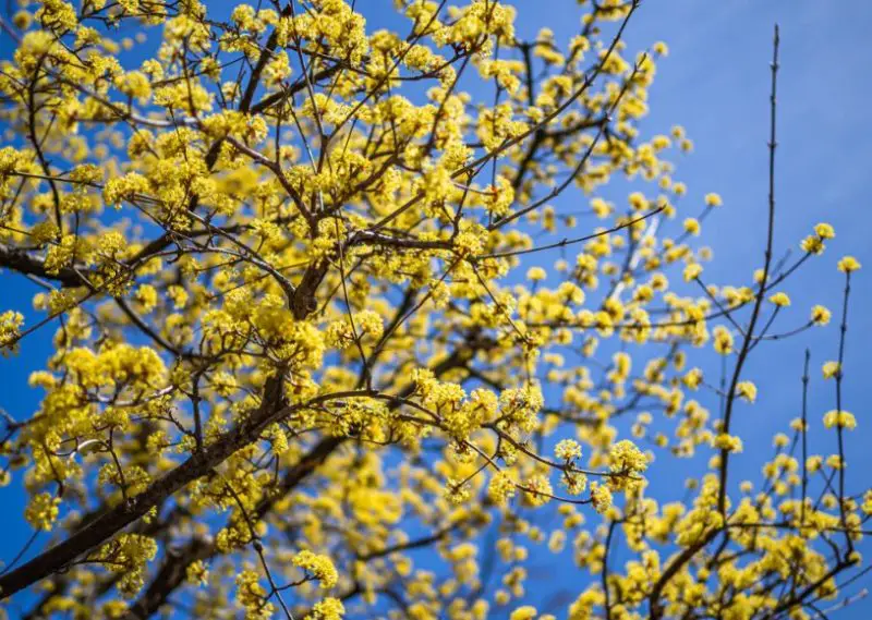 Flowers That Bloom in Winter