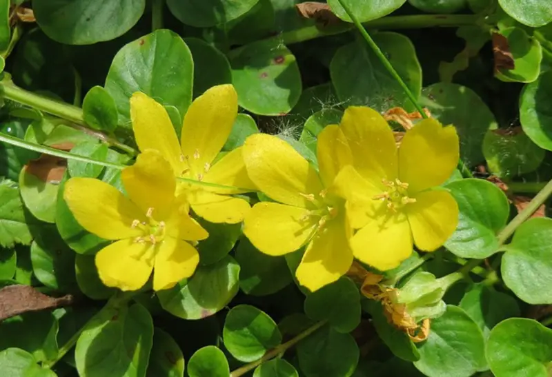 Pond Plants