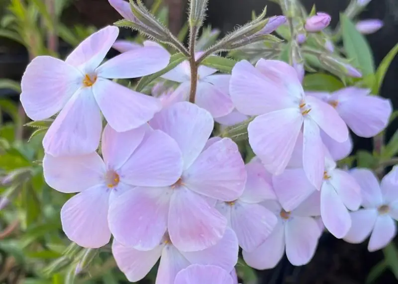 Phlox Flowers