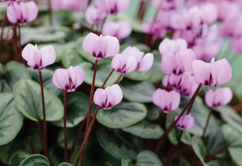 Flowers That Bloom in Winter