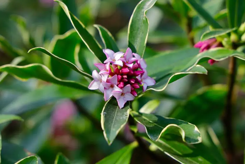 Flowers That Bloom in Winter