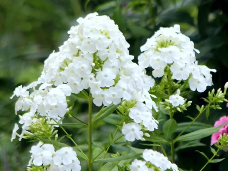 Phlox Flowers