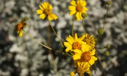 Desert Marigold (Baileya multiradiata) Care and Growing Guide