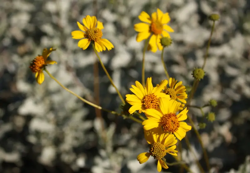 Desert Marigold