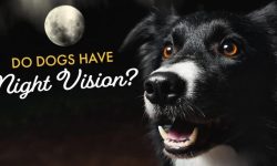 Do Dogs Have Night Vision? The Truth About Canine Eyesight