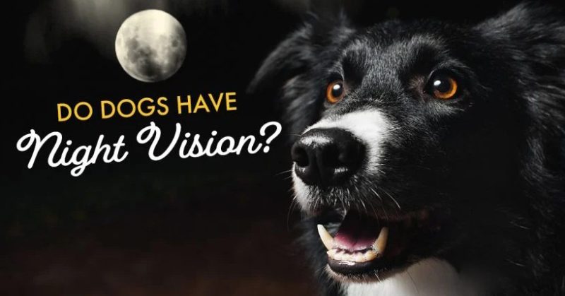 Do Dogs Have Night Vision