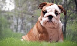 Dog Stung by Bee? Here’s What You Need to Do Right Away!