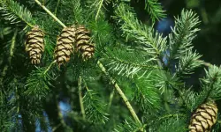 Douglas Fir Tree Care and Growing Guide with Ultimate Tips