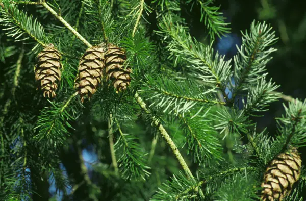 Douglas Fir Tree