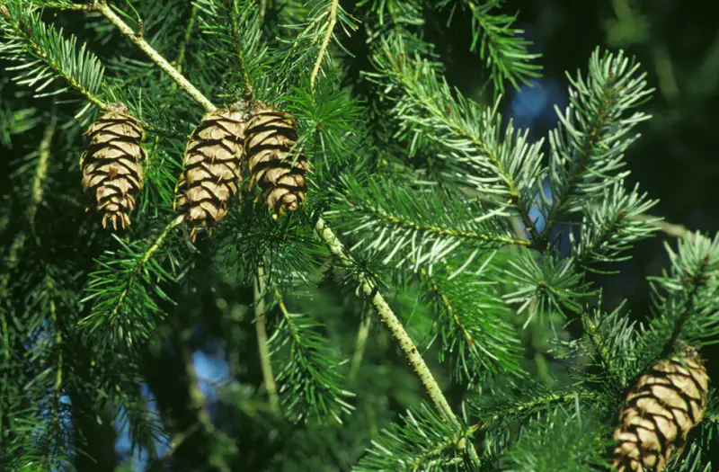 Douglas Fir Tree