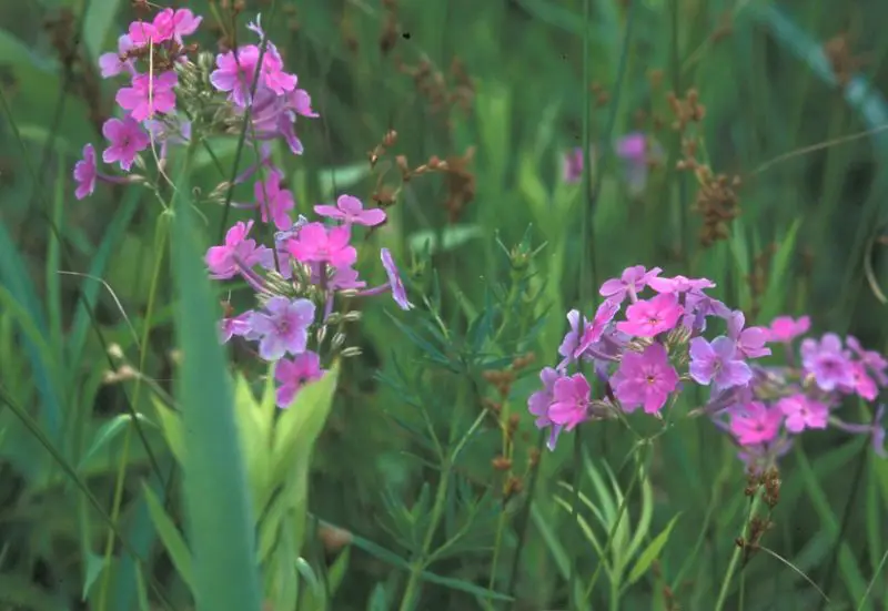 Phlox Flowers