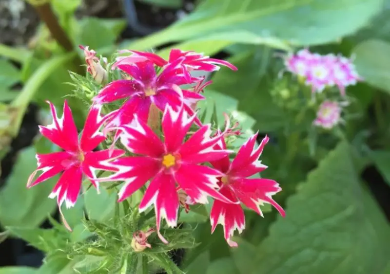 Phlox Flowers