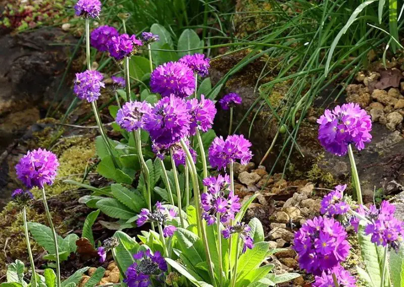 primrose flowers