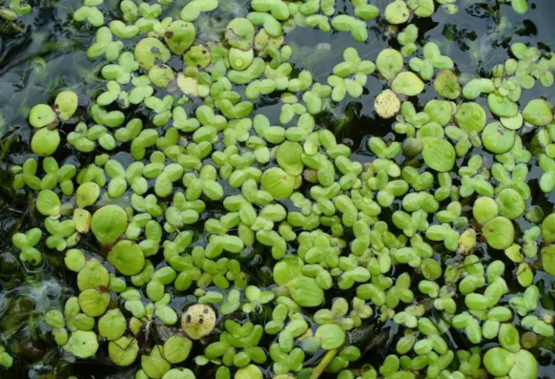 Aquatic Plants