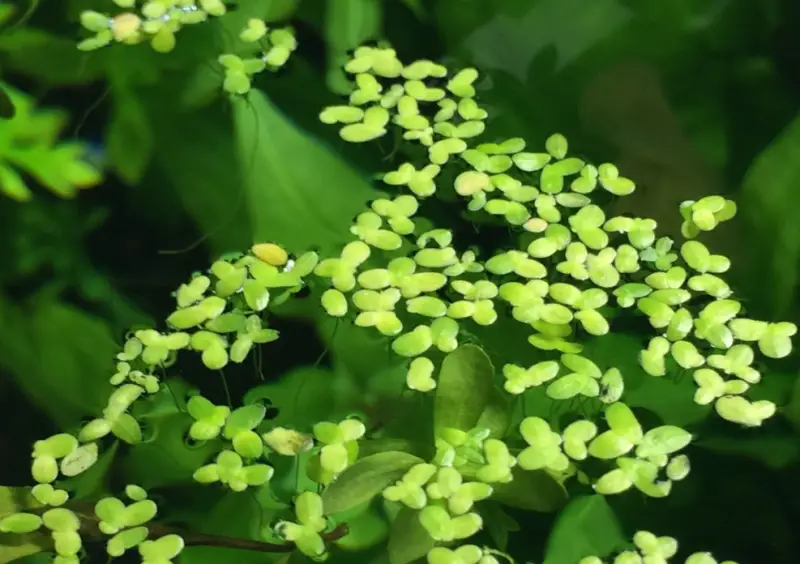 Pond Plants