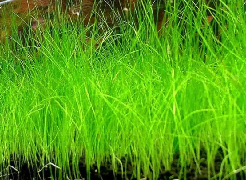 Aquatic Plants