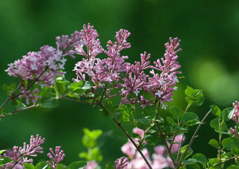 Lilac Flowers