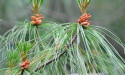 Eastern White Pine (Pinus strobus) Care and Growing Guide