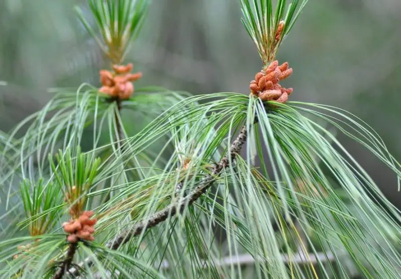 Eastern White Pine