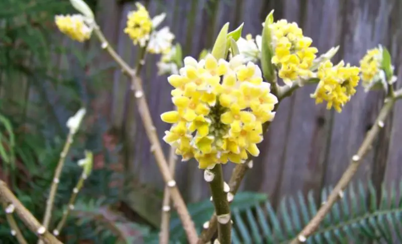 Flowers That Bloom in Winter