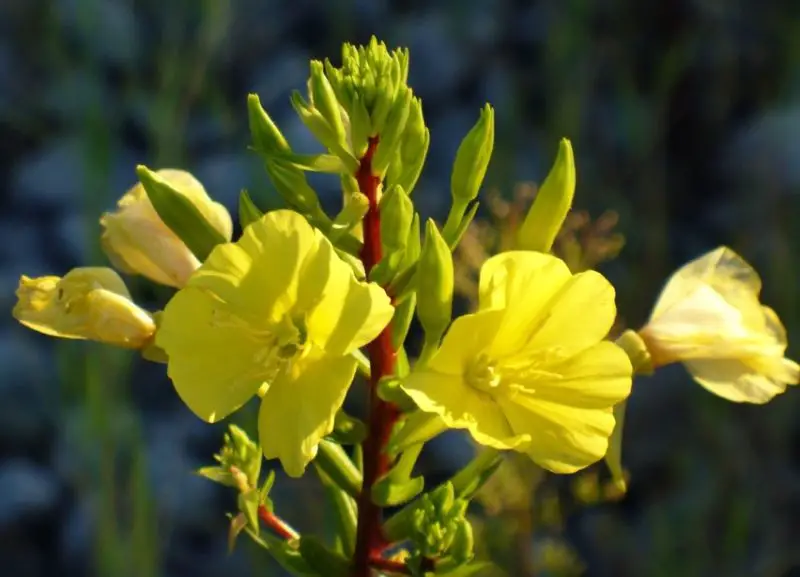 primrose flowers