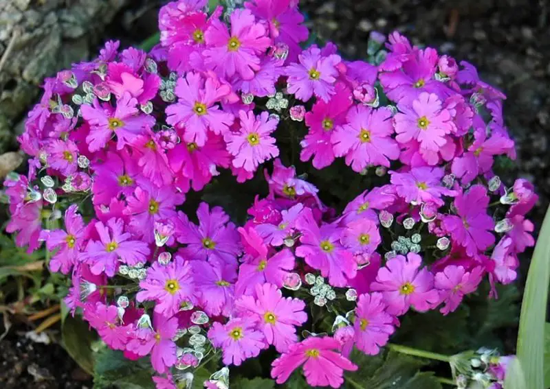 primrose flowers