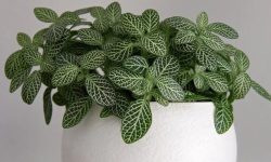 Fittonia Plant Care and Growing Guide (Most Detailed)