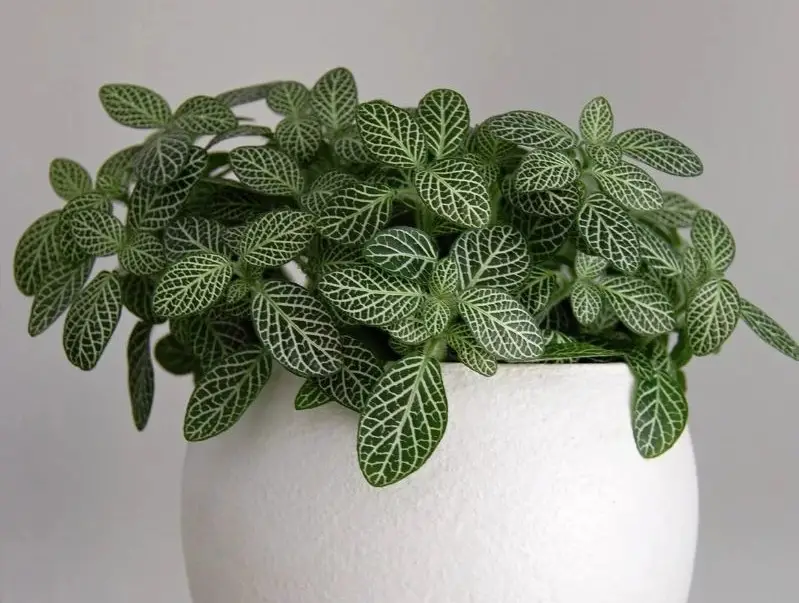 Fittonia Plant