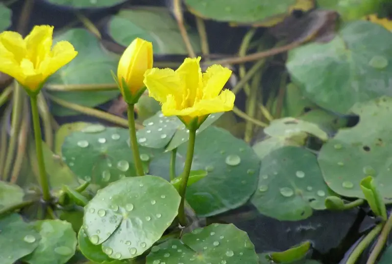 Pond Plants