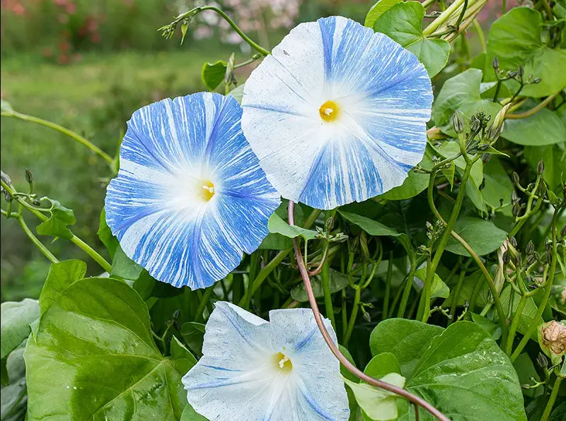 Morning Glory Varieties