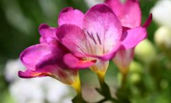 Freesia Flowers Care and Growing Guide (Most Detailed)