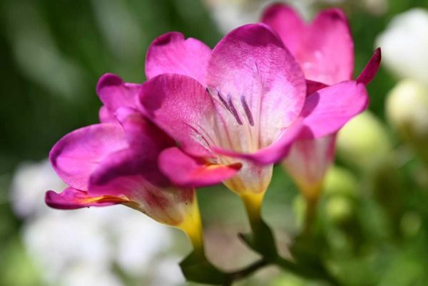 Freesia Flowers