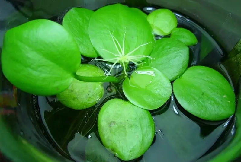 Aquatic Plants