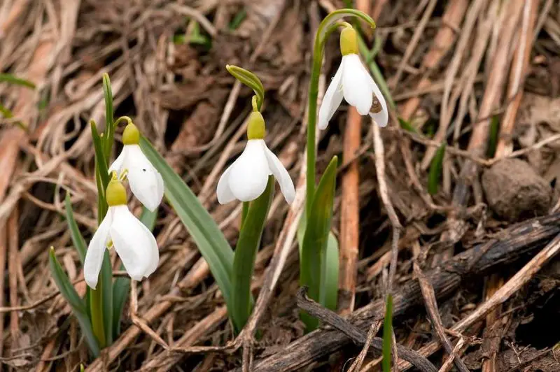 Snowdrop Flowers