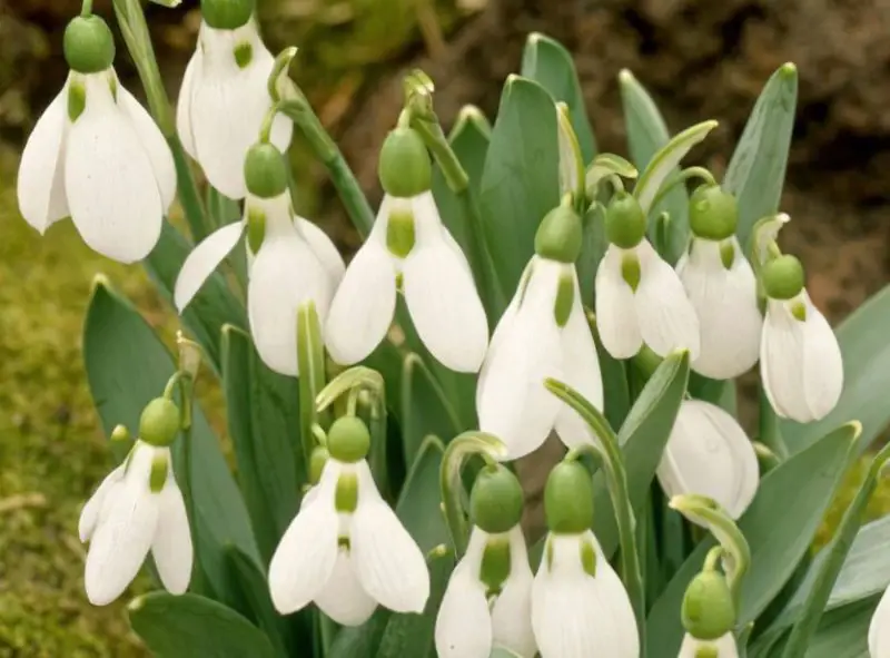 Snowdrop Flowers