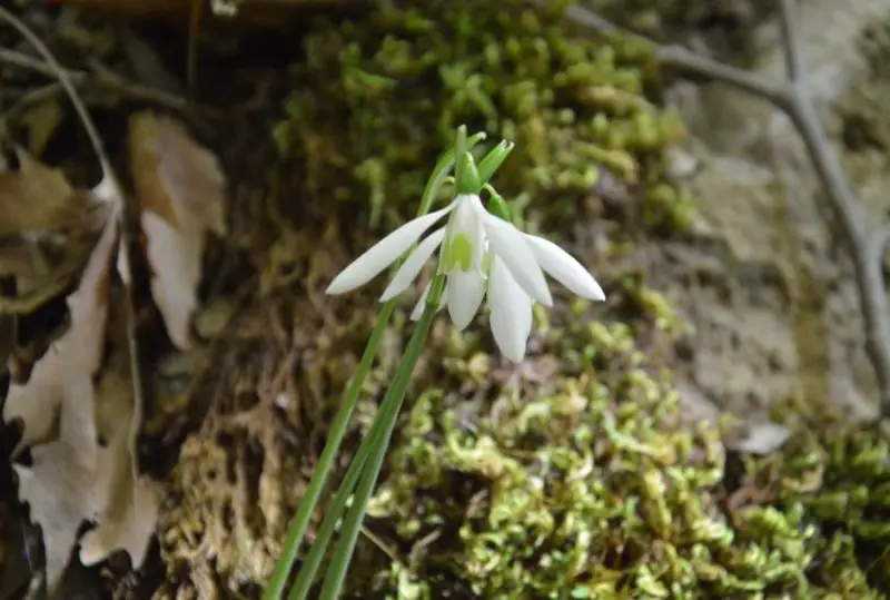 Snowdrop Flowers