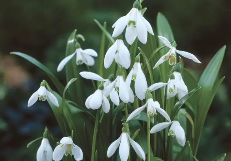 Snowdrop Flowers