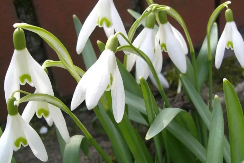 Snowdrop Flowers