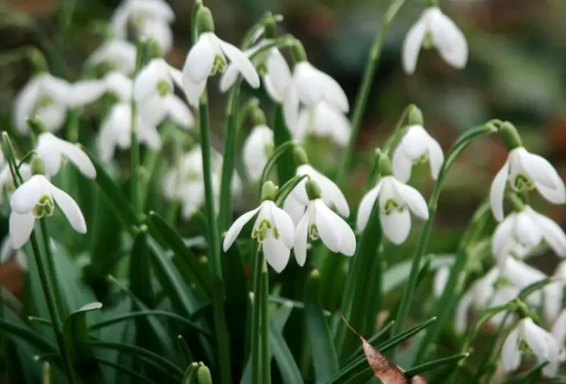 Snowdrop Flowers