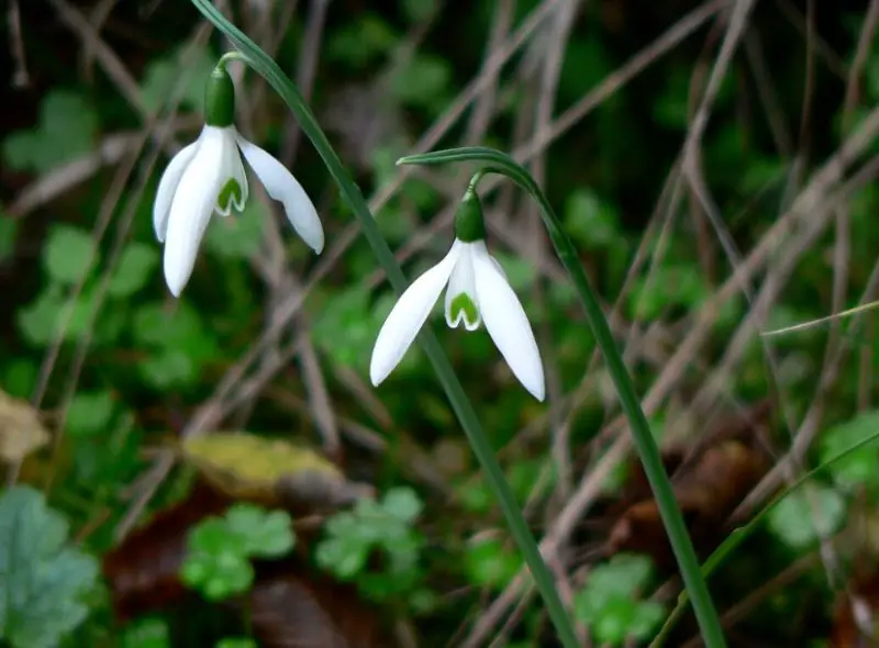 Snowdrop Flowers